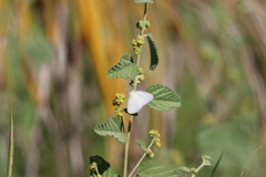 Ascia monuste monuste