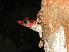 Polypedates colletti