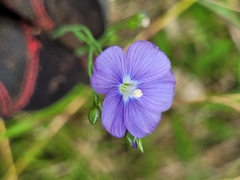 Linum marginale