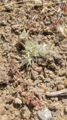 Munroa squarrosa