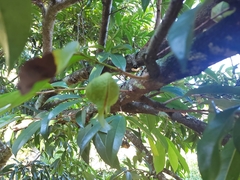 Annona muricata