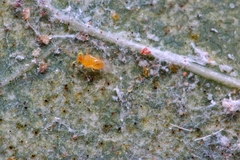 Aphelinidae