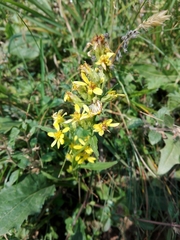Solidago virgaurea minuta