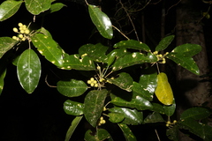 Sarcomelicope simplicifolia