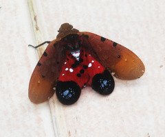 Penthicodes atomaria