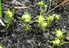 Siloxerus multiflorus