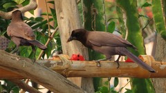 Cyanocorax cyanomelas