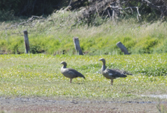 Chloephaga rubidiceps