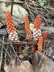 Balanophora laxiflora