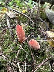 Balanophora laxiflora