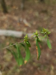Hypericum prolificum