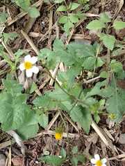 Bidens odorata