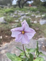 Lycianthes peduncularis