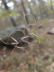 Elymus churchii