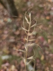 Elymus churchii