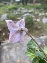 Lycianthes peduncularis