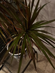 Dracophyllum traversii