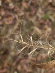 Elymus churchii