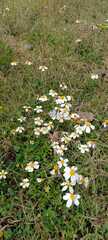 Bidens odorata