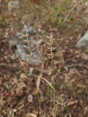 Elymus churchii