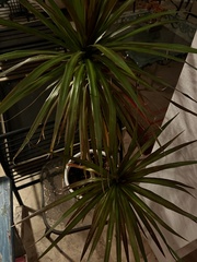 Dracophyllum traversii