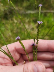 Verbena litoralis