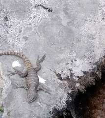 Sceloporus mucronatus
