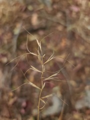 Elymus churchii