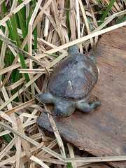 Kinosternon hirtipes