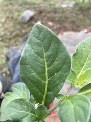 Lycianthes peduncularis