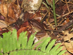 Limnonectes paramacrodon