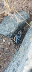 Gyriosomus marmoratus