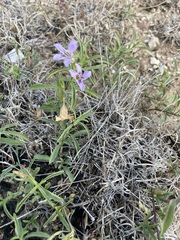 Dyschoriste linearis