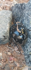 Gyriosomus marmoratus