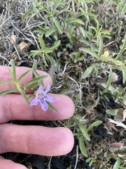 Dyschoriste linearis