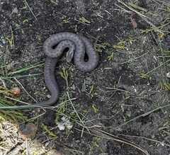 Storeria storerioides