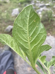 Lycianthes peduncularis