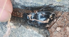 Gyriosomus marmoratus