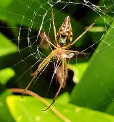 Leucauge decorata