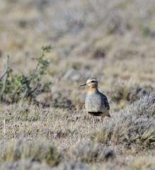 Oreopholus ruficollis