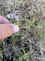 Dyschoriste linearis