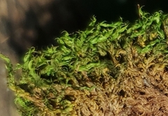 Tortella tortuosa