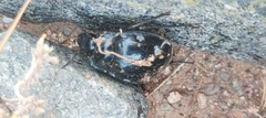 Gyriosomus marmoratus
