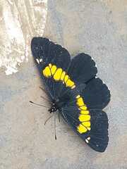 Catasticta teutila