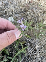 Dyschoriste linearis