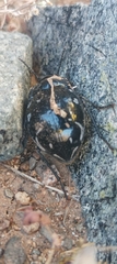 Gyriosomus marmoratus
