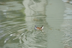 Porphyriops melanops