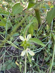 Tetramerium nervosum