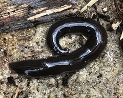 Australopacifica