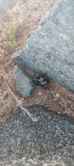 Gyriosomus marmoratus